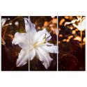 Obraz tryptyk na płótnie, Biała lilia na brązowym tle - 60x40
