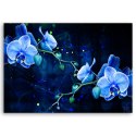 Obraz na płótnie, Niebieski kwiat orchidei - 100x70