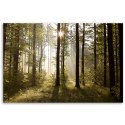 Obraz na płótnie, Poranek w lesie - 100x70
