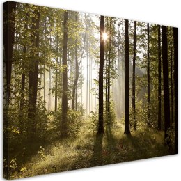 Obraz na płótnie, Poranek w lesie - 90x60