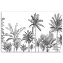 Obraz, Czarno białe palmy - 60x40