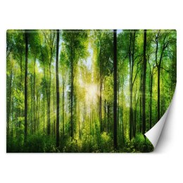 Fototapeta, Promienie słońca w zielonym lesie - 100x70