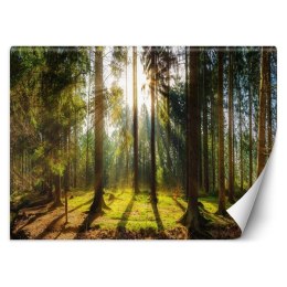 Fototapeta, Las w promieniach słońca natura krajobraz - 100x70