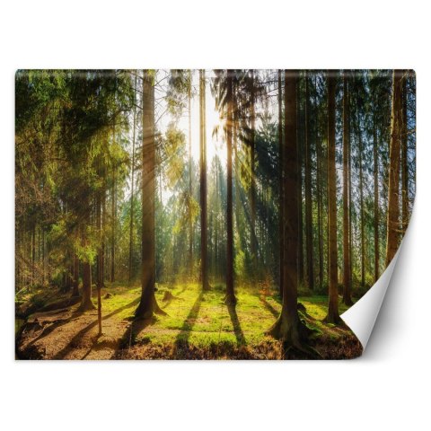 Fototapeta, Las w promieniach słońca natura krajobraz - 200x140