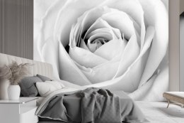 Fototapeta, Biała róża kwiaty natura - 300x210
