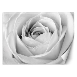 Fototapeta, Biała róża kwiaty natura - 368x254