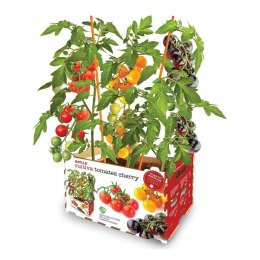 Zestaw do uprawy Batlle Pomidory naturalne 30 x 19,5 x 16,2 cm