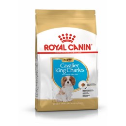 Karma Royal Canin Cavalier King Charles Spaniel Puppy 1,5 Kg