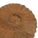 Rzeźba Beżowy Drewno mango 49,5 x 9 x 53,5 cm Ślimak morski przodoskrzelny