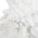 Figurka Dekoracyjna Biały Ślimak morski przodoskrzelny 21 x 19 x 13 cm
