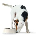 Karmnik dla psów Hunter Melamina Stal nierdzewna Biały 350 ml (18,5 x 18,5 x 9,5 cm)