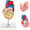 Model anatomiczny serca człowieka 3D