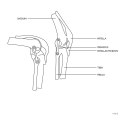 Model anatomiczny stawu kolanowego w skali 1:1