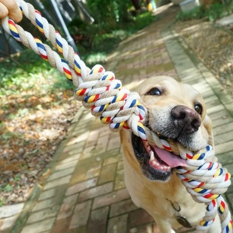 Zabawka szarpak z supłami dla psa WALLY 60 cm