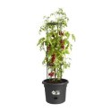 Doniczka Elho Basics Tomato Czarny (Ø 33 cm)