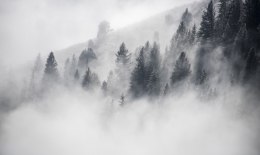 Obraz Wieloczęściowy Las Otulony Mgłą