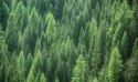 Obraz Wieloczęściowy Zielony Leśny Widok 3D