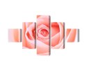 Obraz Wieloczęściowy Pastelowa Róża W Makroskali 3D