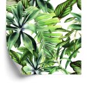 Tapeta Liście Bananowca