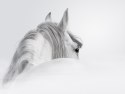 Obraz Wieloczęściowy Koń Andaluzyjski We Mgle