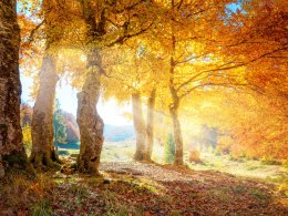 Obraz Wieloczęściowy Słoneczny Las Jesienią