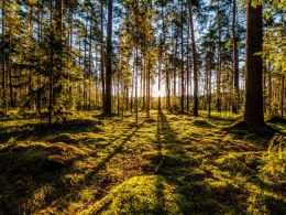 Obraz Wieloczęściowy Poranne Promienie Słońca W Lesie