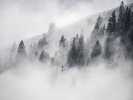 Obraz Wieloczęściowy Las Jest Spowita Mgłą