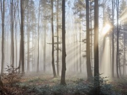 Obraz Wieloczęściowy Wschód Słońca W Lesie