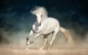 Obraz Wieloczęściowy Biały Koń W Galopie