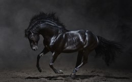 Obraz Wieloczęściowy Czarny Koń W Galopie