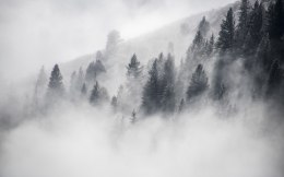 Obraz Wieloczęściowy Las Otulony Mgłą