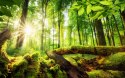 Obraz Wieloczęściowy Promienie Słońca W Lesie 3D