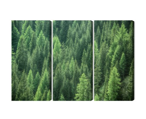 Obraz Wieloczęściowy Zielony Leśny Widok