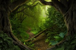 Obraz Wieloczęściowy Ścieżka W Tropikalnym Lesie