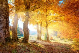Obraz Wieloczęściowy Słoneczny Jesienny Las