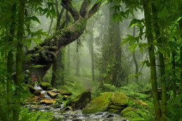 Obraz Wieloczęściowy Zieleń Lasu Deszczowego