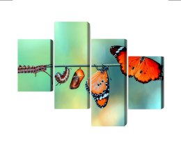 Obraz Wieloczęściowy Kolorowe Gąsienice I Motyle W Skali Makro