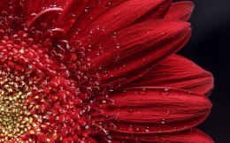 Obraz Wieloczęściowy Płatki Kwiatów W Skali Makro