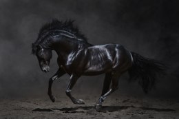Obraz Wieloczęściowy Czarny Koń W Galopie