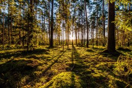 Obraz Wieloczęściowy Poranne Promienie Słońca W Lesie