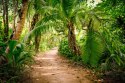 Obraz Wieloczęściowy Ścieżka W Tropikalnym Lesie 3D