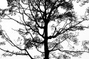 Obraz Wieloczęściowy Czarne Drzewo Na Białym Tle