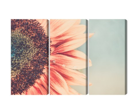 Obraz Wieloczęściowy Kwitnący Słonecznik W Skali Makro