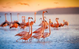 Obraz Wieloczęściowy Stado Flamingów Nad Wodą