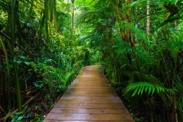 Obraz Wieloczęściowy Drewniany Most W Tropikalnym Lesie 3D
