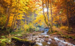 Obraz Wieloczęściowy Jesienny Krajobraz Leśny 3D