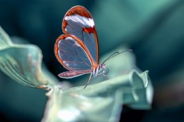 Obraz Wieloczęściowy Motyl Ze Szklanymi Skrzydłami Z Bliska