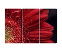 Obraz Wieloczęściowy Płatki Kwiatów W Skali Makro