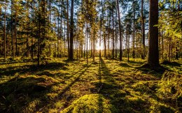 Obraz Wieloczęściowy Poranne Promienie Słońca W Lesie