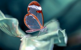 Obraz Wieloczęściowy Motyl Ze Szklanymi Skrzydłami Z Bliska